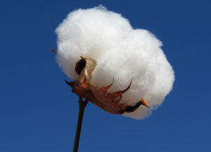 malha 100% algodão